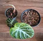 3x alocasia (ninja, watsoniana, tigrina), Huis en Inrichting, Kamerplanten, Ophalen of Verzenden