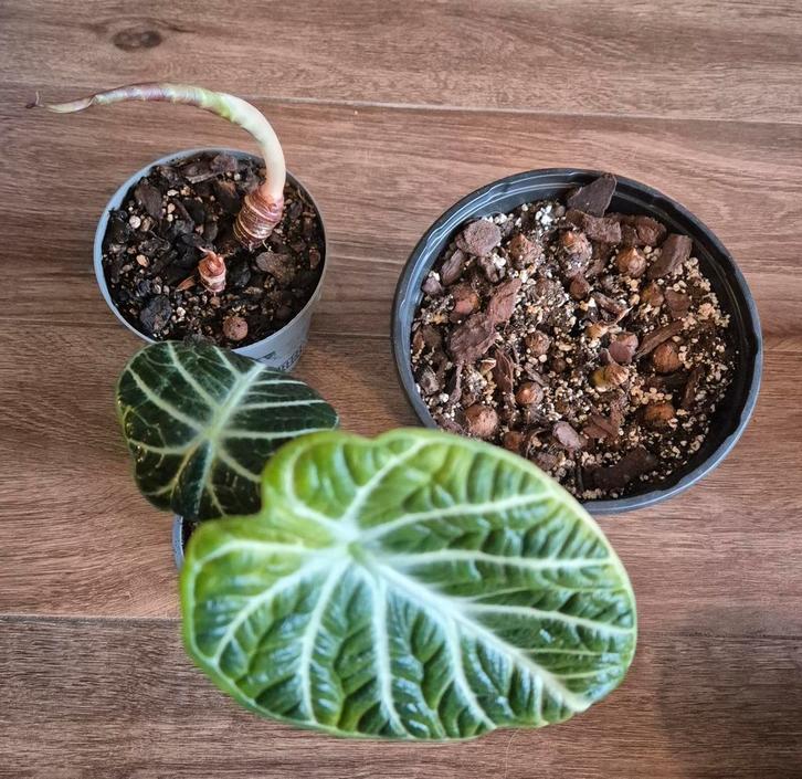 3x alocasia (ninja, watsoniana, tigrina), Huis en Inrichting, Kamerplanten, Ophalen of Verzenden