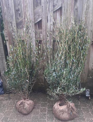 Phillyrea angustifolia Steenlinde 80/100 en 100/120 cm  beschikbaar voor biedingen