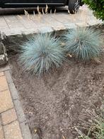 Siergras, Tuin en Terras, Planten | Tuinplanten, Ophalen of Verzenden, Zomer, Siergrassen, Volle zon