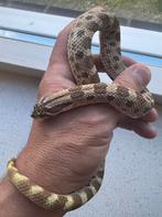 1.0 Conda het. Toffee belly Heterodon Nasicus Haakneus Slang, Dieren en Toebehoren, Reptielen en Amfibieën, Slang, 0 tot 2 jaar