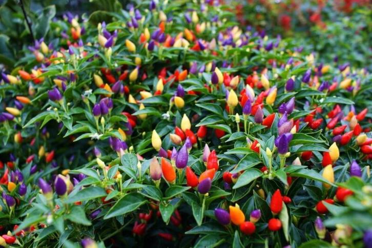 Peperzaden Bolivian Rainbow, Tuin en Terras, Bloembollen en Zaden, Zaad, Voorjaar, Volle zon, Ophalen of Verzenden