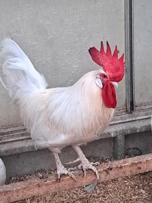 3 krielhanen gratis af te halen, Dieren en Toebehoren, Pluimvee, Kip, Mannelijk