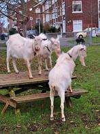 Gecastreerde bokken witte melkgeit CL en CAE vrij, Dieren en Toebehoren, Schapen, Geiten en Varkens, Mannelijk, Geit, 0 tot 2 jaar