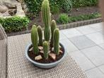 Cactus planten, Volle zon, Vaste plant, Zomer, Ophalen