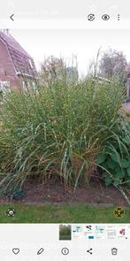 siergras grote pol, Tuin en Terras, Planten | Tuinplanten, Ophalen, Siergrassen, Volle zon