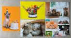 5 mooie ansichten met poezen katten van De Stulp, Verzamelen, Ophalen of Verzenden, 1980 tot heden, Ongelopen, Hond of Kat