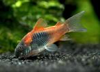 Corydora Orange Venezuela Pantsermeerval, Dieren en Toebehoren, Vissen | Aquariumvissen, Vis