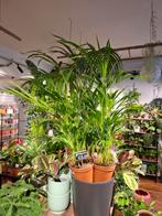 Goudpalm (Areca), Palm, In pot, Minder dan 100 cm, Groene kamerplant