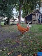 Aangeboden friese hoender haan, Dieren en Toebehoren, Mannelijk, Kip