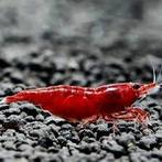 Bloody Mary rode garnalen high grade. Op gewoon kraanwater, Dieren en Toebehoren, Vissen | Aquariumvissen, Kreeft, Krab of Garnaal