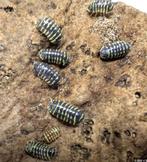 armadillidium maculatum yellow zebra, Overige soorten