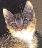 Opzoek naar een kitten omgeving Coevorden, Dieren en Toebehoren, Ophalen of Verzenden