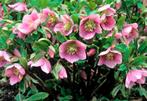 Jonge zaailingen van Heliborus, Vaste plant, Halfschaduw, Lente, Ophalen