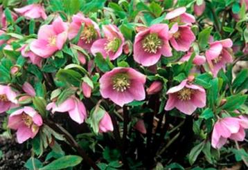 Jonge zaailingen van Helleborus beschikbaar voor biedingen