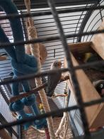 Te koop dwerg papagaai, Geslacht onbekend, Tam