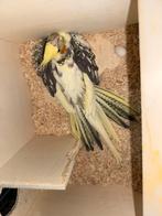 Een kweek koppel Valkparkieten, Meerdere dieren, Parkiet, Geringd