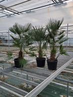 chamaerops humilus hoogte 1m50, 100 tot 250 cm, Zomer, Palmboom, Ophalen