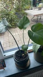 Jonge plant Monstera gatenplant kamerplant plant, Ophalen of Verzenden, Halfschaduw, Minder dan 100 cm