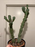 euphorbia Caerulescens zeldzaam, Cactus, Minder dan 100 cm, Ophalen of Verzenden, Halfschaduw