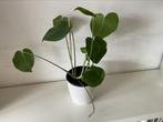 Monstera Gatenplant, Overige soorten, Minder dan 100 cm, Halfschaduw, Ophalen