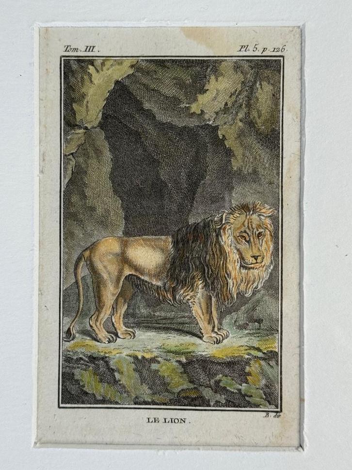 S U P e R - 1770 Leeuw - le lion Antieke Plaat 250 jaar Oud!, Antiek en Kunst, Kunst | Etsen en Gravures, Ophalen of Verzenden