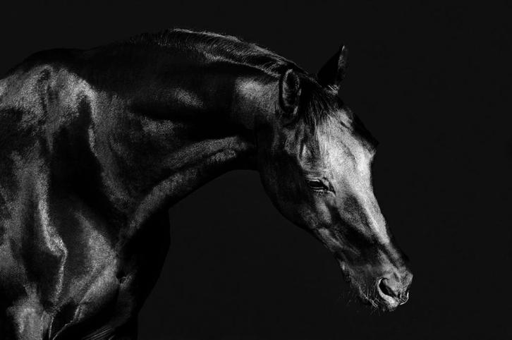 Sjieke dressuur ruin KWPN paard M1 +11 met lief karakter, Dieren en Toebehoren, Paarden, Ruin, M, 170 tot 175 cm, 11 jaar of ouder