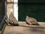 Bronsvleugelduiven, Dieren en Toebehoren, Meerdere dieren, Overige soorten