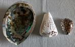 Abalone / schelpen, Verzamelen, Mineralen en Fossielen, Ophalen of Verzenden, Schelp(en)