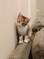Kittens (kruising main Coon, Turkse van, Europese korthaar), Dieren en Toebehoren, Katten en Kittens | Raskatten | Korthaar, Poes