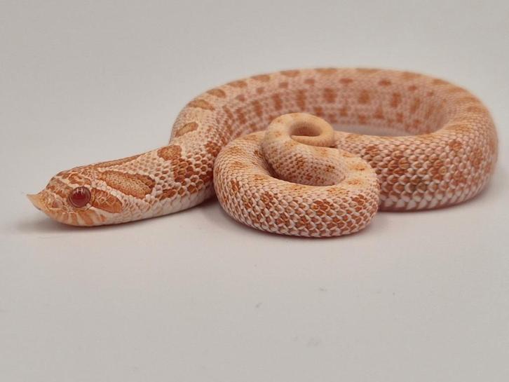 Haakneus slang, Hognose snake. Heterodon Nasicus