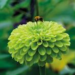 Zaden Zinnia elegans Envy, Verzenden, Voorjaar, Volle zon, Zaad