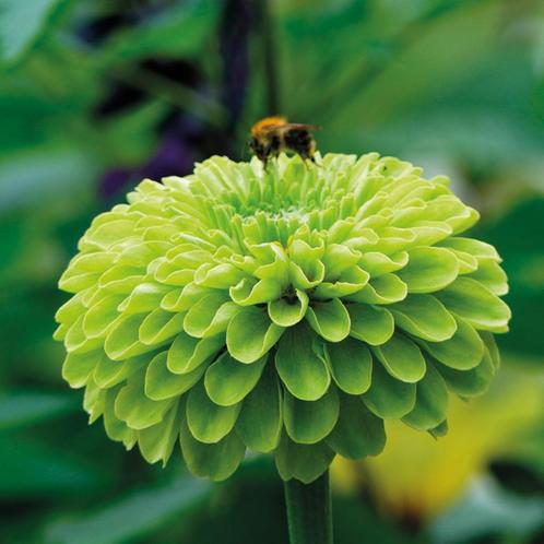 Zaden Zinnia elegans Envy, Tuin en Terras, Bloembollen en Zaden, Zaad, Voorjaar, Volle zon, Verzenden
