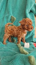Prachtige mini toy poedels, Dieren en Toebehoren, Poedel, CDV (hondenziekte), 8 tot 15 weken, Meerdere