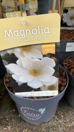 Groenblijvende magnolia’s (fairy), Halfschaduw, Ophalen