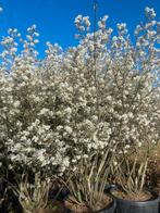Amelanchier krentenboompje meerstammig leverbasr tot 250 cm, Ophalen of Verzenden, Overige soorten, Struik, 100 tot 250 cm