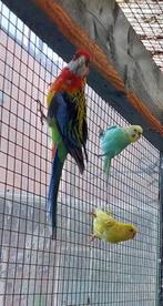 vogels rosella prachtrosella, Vrouwelijk, Parkiet