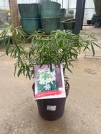 Choisya Aztec Pearl - Mexicaanse oranjebloesem, Tuin en Terras, Overige soorten, Volle zon, Vaste plant, Ophalen of Verzenden