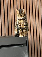 Bengaalse ras katten met stamboom, Dieren en Toebehoren, Poes, Gechipt, 3 tot 5 jaar