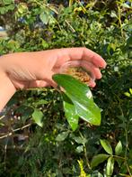 Hoya nicholsoniae, Ophalen, Overige soorten, Minder dan 100 cm