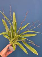 Orchidee Oncidium Mieke von Holm bontbladig p12 (4), Huis en Inrichting, Kamerplanten, Ophalen of Verzenden, Halfschaduw, Minder dan 100 cm