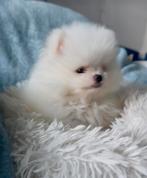 Pomeriaan 100% Teef Pup/Puppy NL Nest, Dieren en Toebehoren, Keeshond, CDV (hondenziekte), 8 tot 15 weken, Teef
