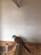 Zebravinken en diamantduifje(bont), Meerdere dieren, Tropenvogel