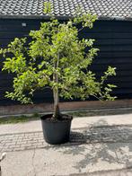 Fruitbomen appel en perenboom  (ook kleine fruitbomen), Ophalen of Verzenden, Lente, Volle zon, Overige soorten