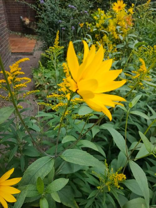 Diverse biologische VASTE TUINplanten, Tuin en Terras, Tuinschermen, Gebruikt, Hout, 150 tot 200 cm, 200 cm of meer, Ophalen