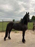 Mooi 3 jarige Auwert x Doaitsen ruin, Dieren en Toebehoren, Paarden, Ruin, 3 tot 6 jaar