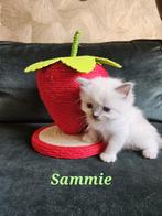 Ragdoll kittens, Dieren en Toebehoren, Katten en Kittens | Raskatten | Langhaar, Meerdere dieren, Gechipt