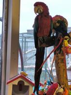 Jonge handtamme groenvleugel ara pop, Dieren en Toebehoren, Vogels | Parkieten en Papegaaien, Vrouwelijk, Papegaai, Geringd