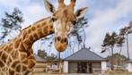 4 kaartjes Safari Park Beekse Bergen, Tickets en Kaartjes, Drie personen of meer, Ticket of Toegangskaart