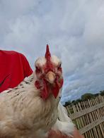 Sussex columbia hen (Betsie), Dieren en Toebehoren, Pluimvee, Vrouwelijk, Kip